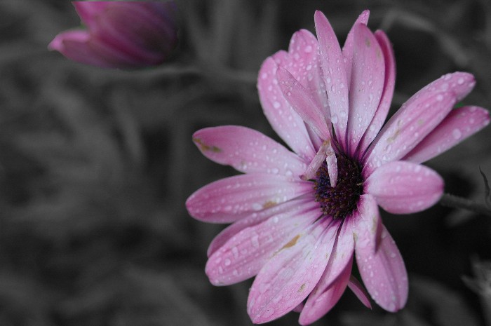 The Bridge of Flowers